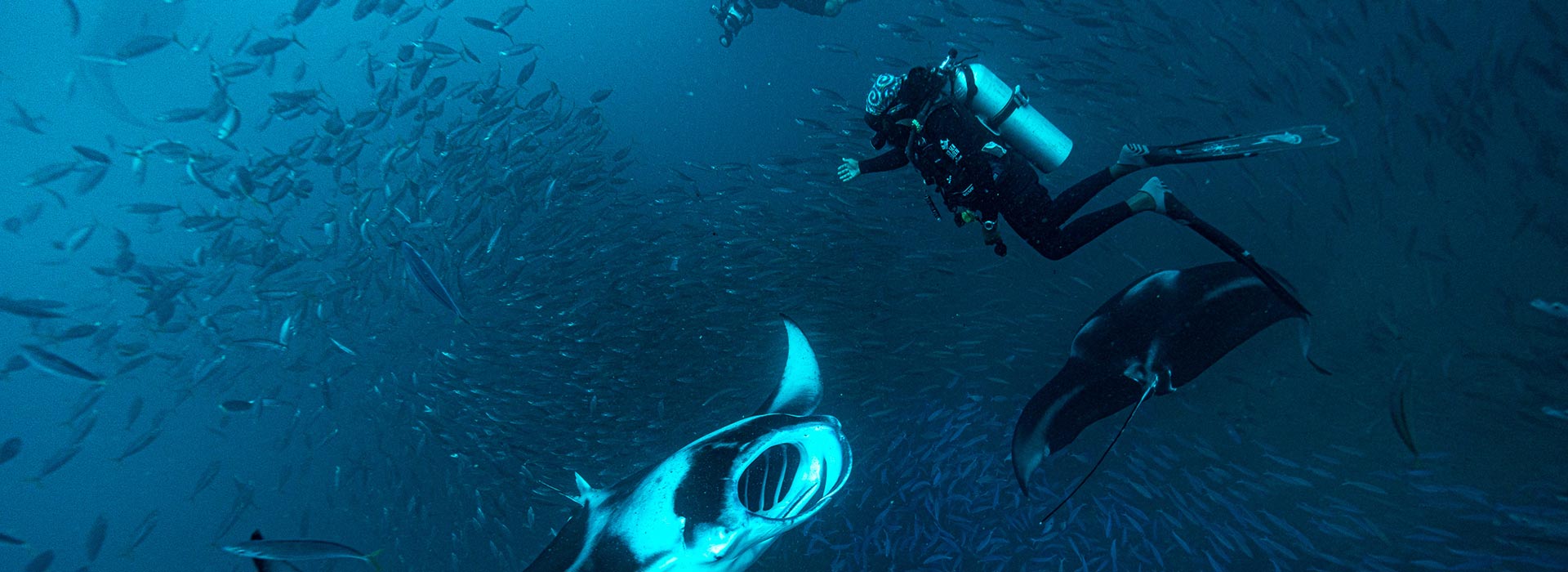 Mantastic Summer 2026: Manta Season in the Maldives, Made Unforgettable