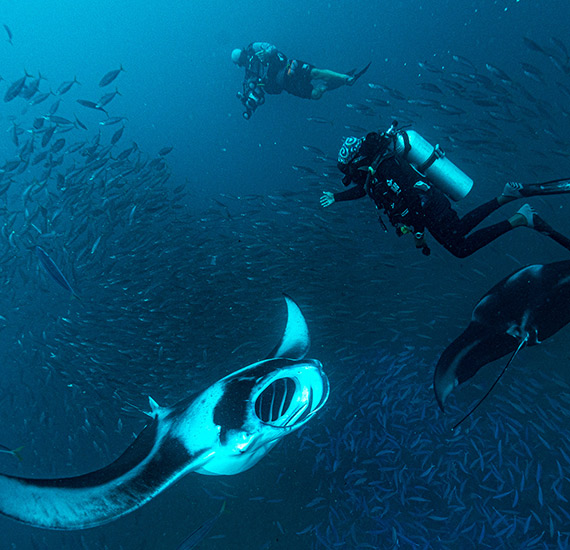 Mantastic Summer 2026: Manta Season in the Maldives, Made Unforgettable